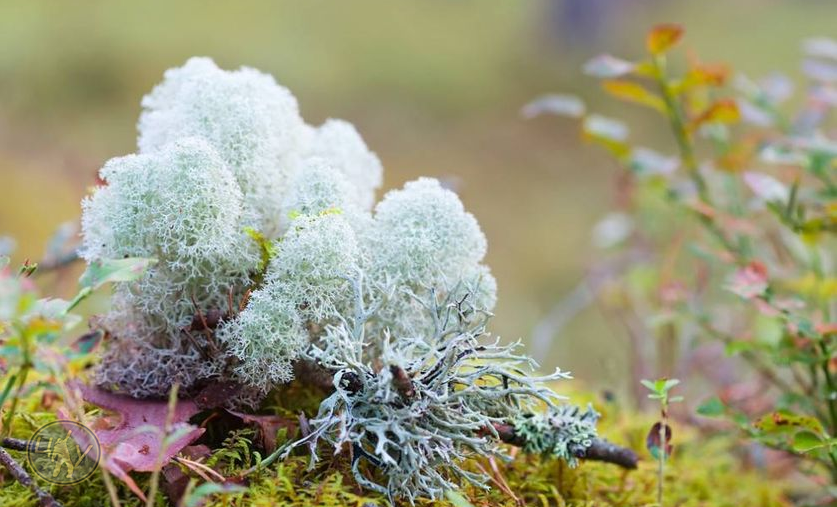 Ягель считается основным кормом круглый год для северных оленей.