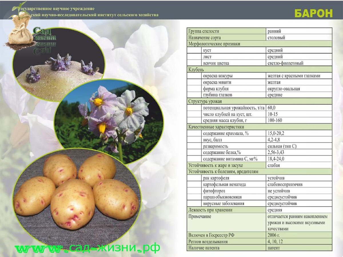 Картофель с высоким содержанием крахмала сорта. Сорт картофеля Вега. Сорт картофеля Бернина. Картофель ред Барон. Классификация семенного картофеля.