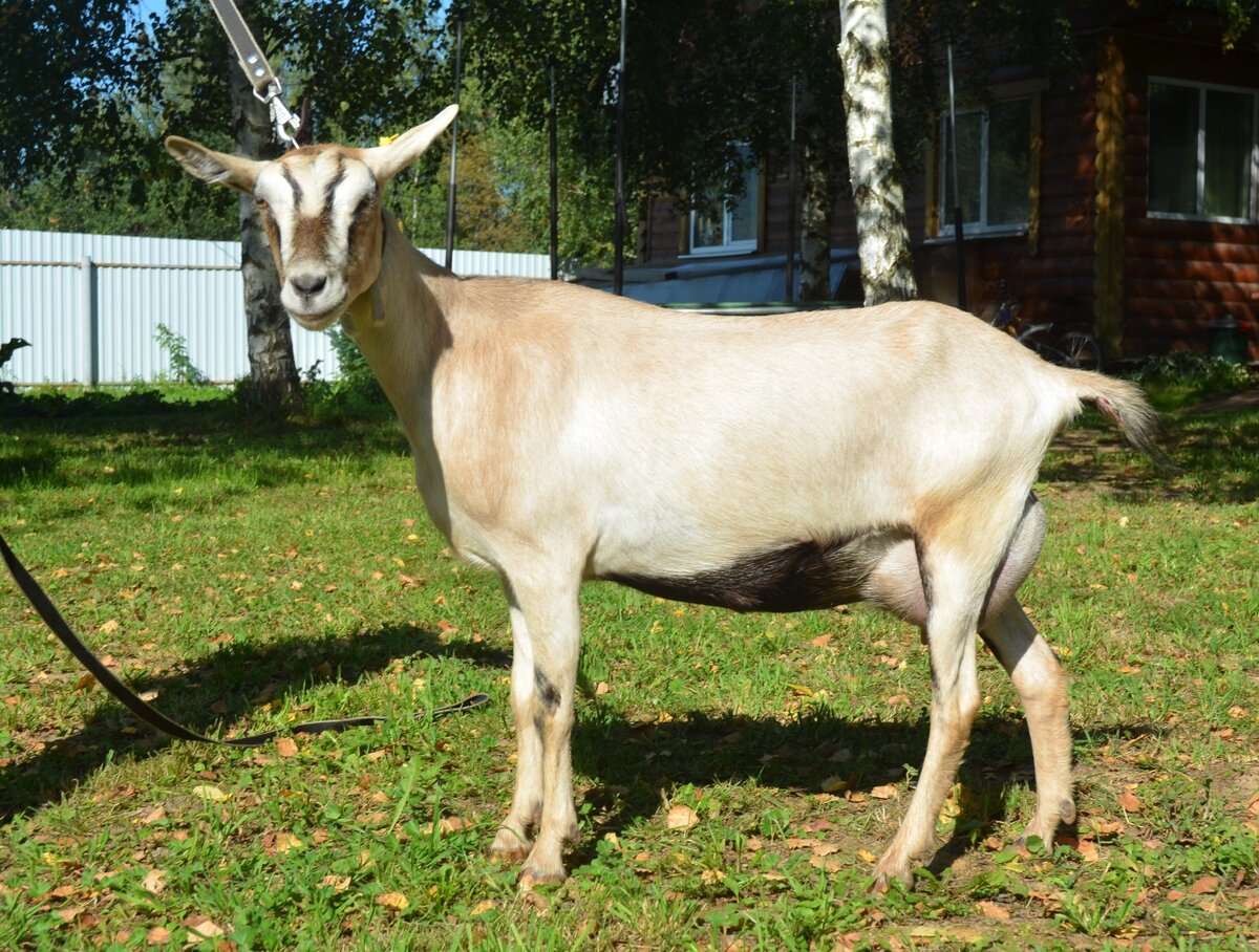 Высокогорная Альпийская молочная коза