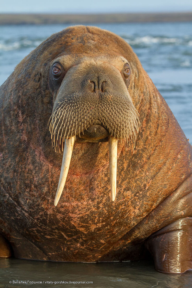 Walrus перевод. Лаптевский морж. Тихоокеанский морж (Odobenus rosmarus divergens). Морж моржиха и моржонок. Морж Лаптевский подвид.