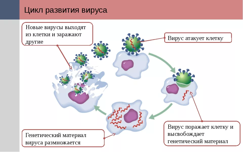 Наипростейшая схема, которая позволяет понять общую картину цикла вируса