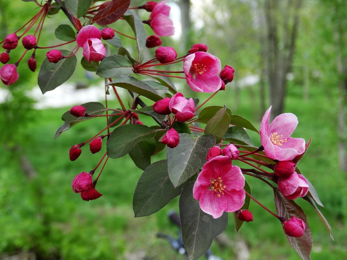 Аромат цветущих деревьев. Аромат цветущих деревьев. Prunus serrulata nigra. Цветение благоухание. Вишня короткощетинистая.