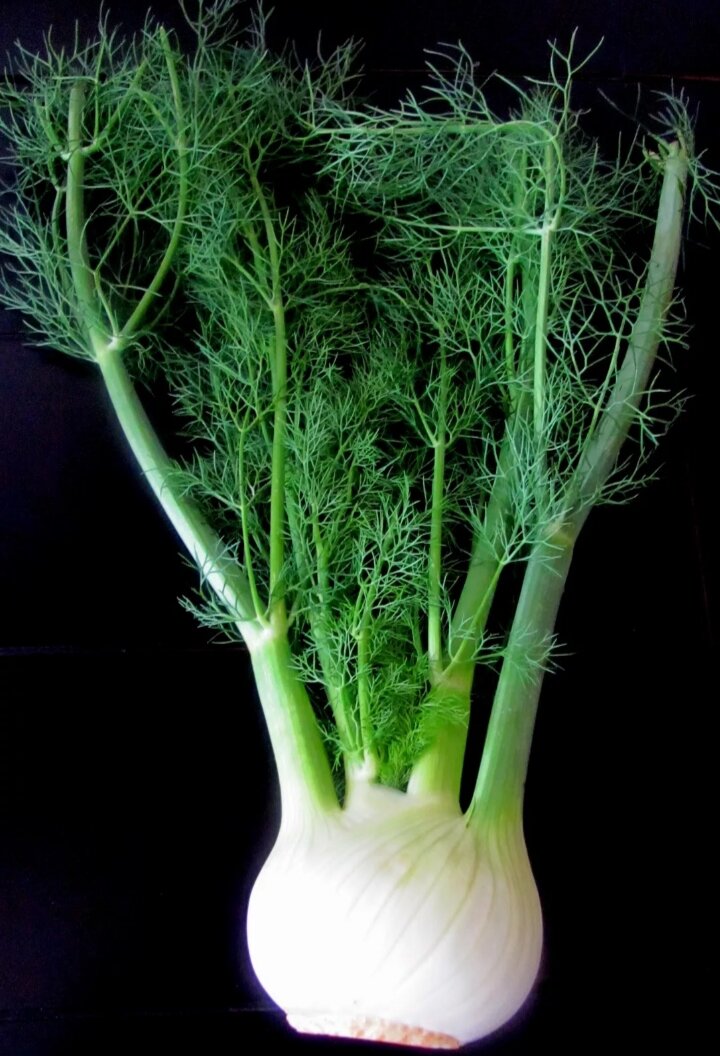 Парень фенхеля 