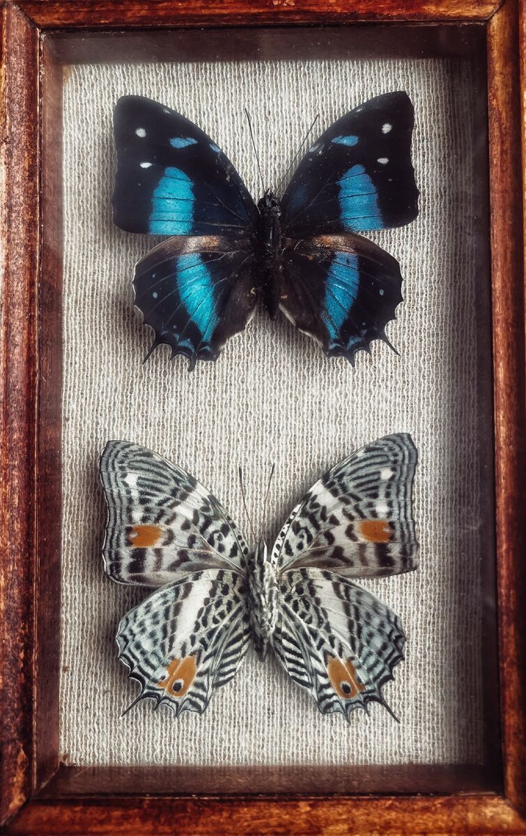 мои хараксы (charaxes smaragdalis)