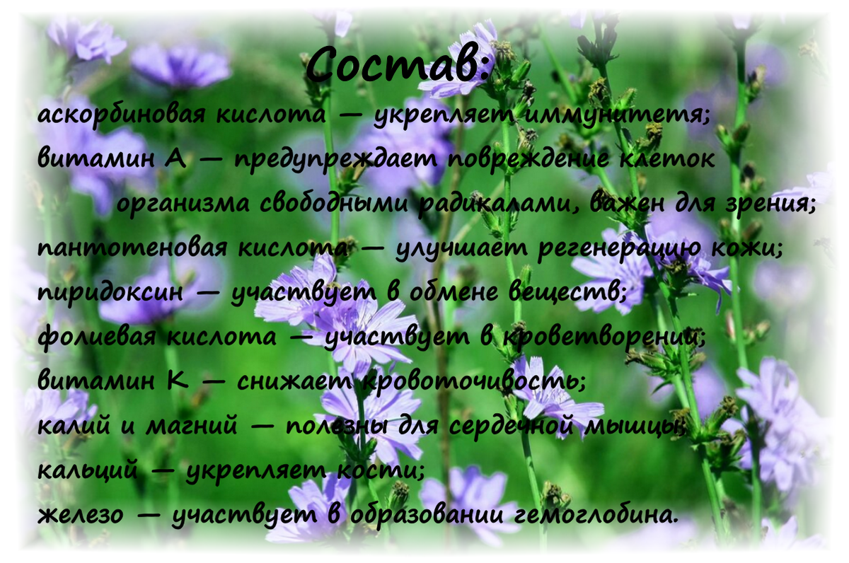 Состав напитка из цикория