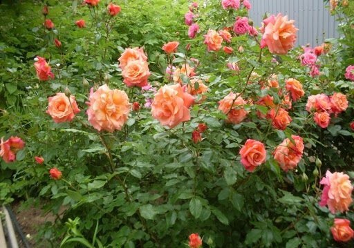 ​​6 ОШИБОК В ВЫРАЩИВАНИИ РОЗ В САДУ:

1. Сажая розу в грунт, не следует оставлять прививку на поверхности почвы. Лучше углубить корневую шейку растения на 2-3 сантиметра в грунт.

2. Нельзя обрезать садовые розы на зиму. Так, растение теряет жизненные силы и уходит на зимовку ослабевшим. Обрезать розу лучше весной, удаляя подмерзшие и погибшие побеги до места первой почки на цветке.

3. Розу лучше поливать прохладной водой. Полив – обильный, но редкий.

4. Не следует производить продолжительную подкормку. Ухаживать за садовой розой и удобрять ее следует до середины лета, а после прекратить внос питательных веществ.

5. Не следует обрезать листья розы на зиму. Растение само решит, до какого времени ему нужны листья.

6. Не нужно окучивать на зиму кусты розы торфом. В противном случае, если наступит оттепель и пройдут дожди, роза начнет расти, хотя и должна готовиться к покою. Лучше окучить цветок, как картофель, на 25 сантиметров.