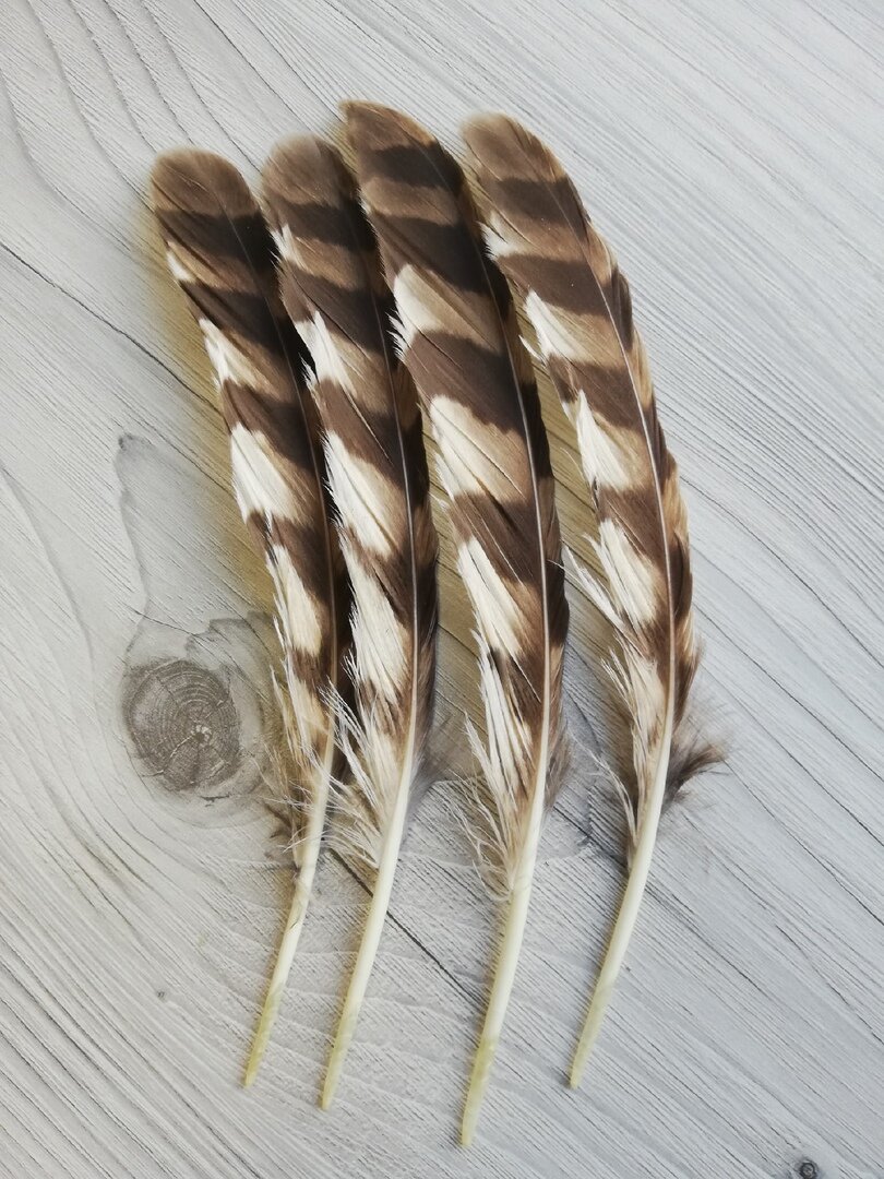 Перья коршуна