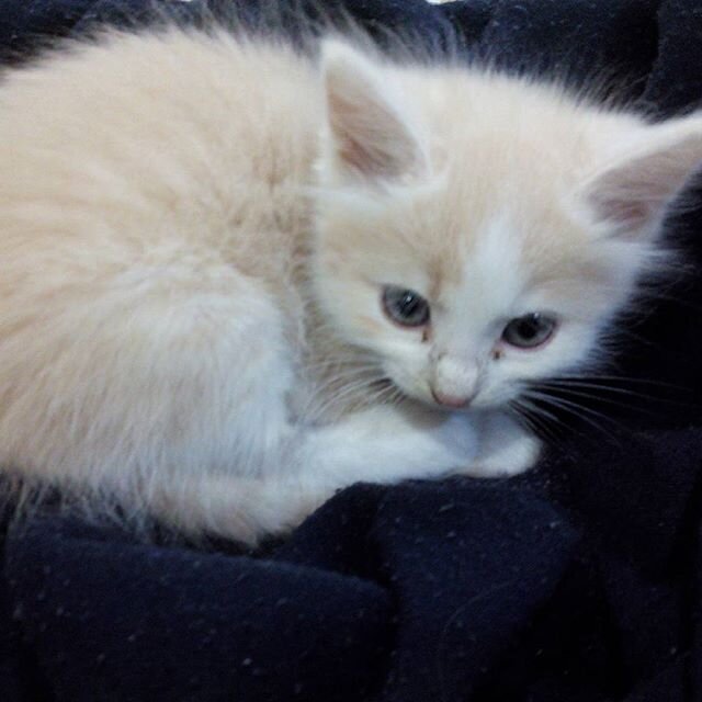 Рыжий котёнок