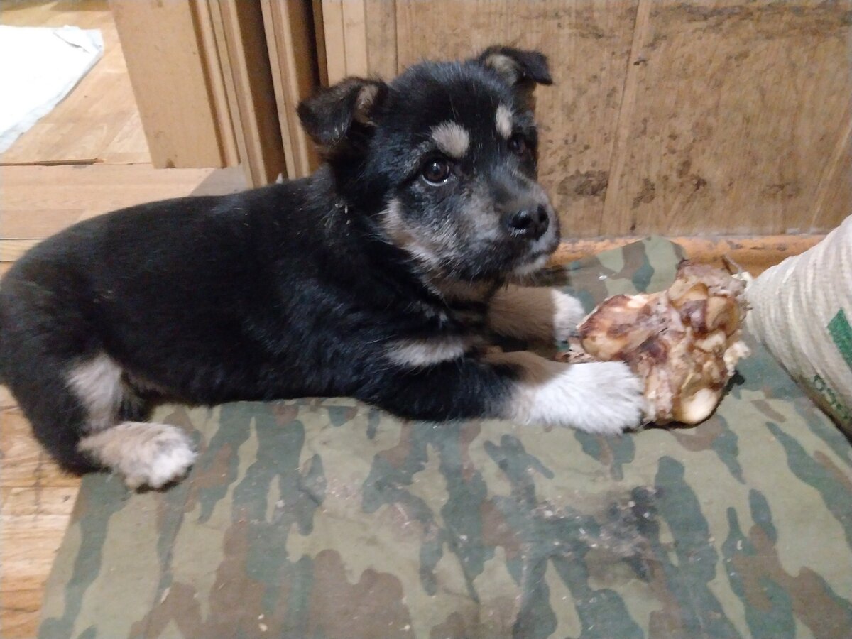 Моя косточка, моя прелесть