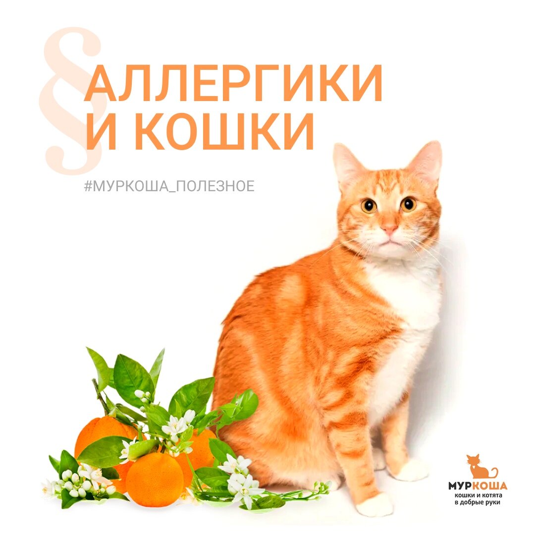 Статью для вас иллюстрирует особенный котик Саймон, мы ищем для него самых заботливых и душевных хозяев.