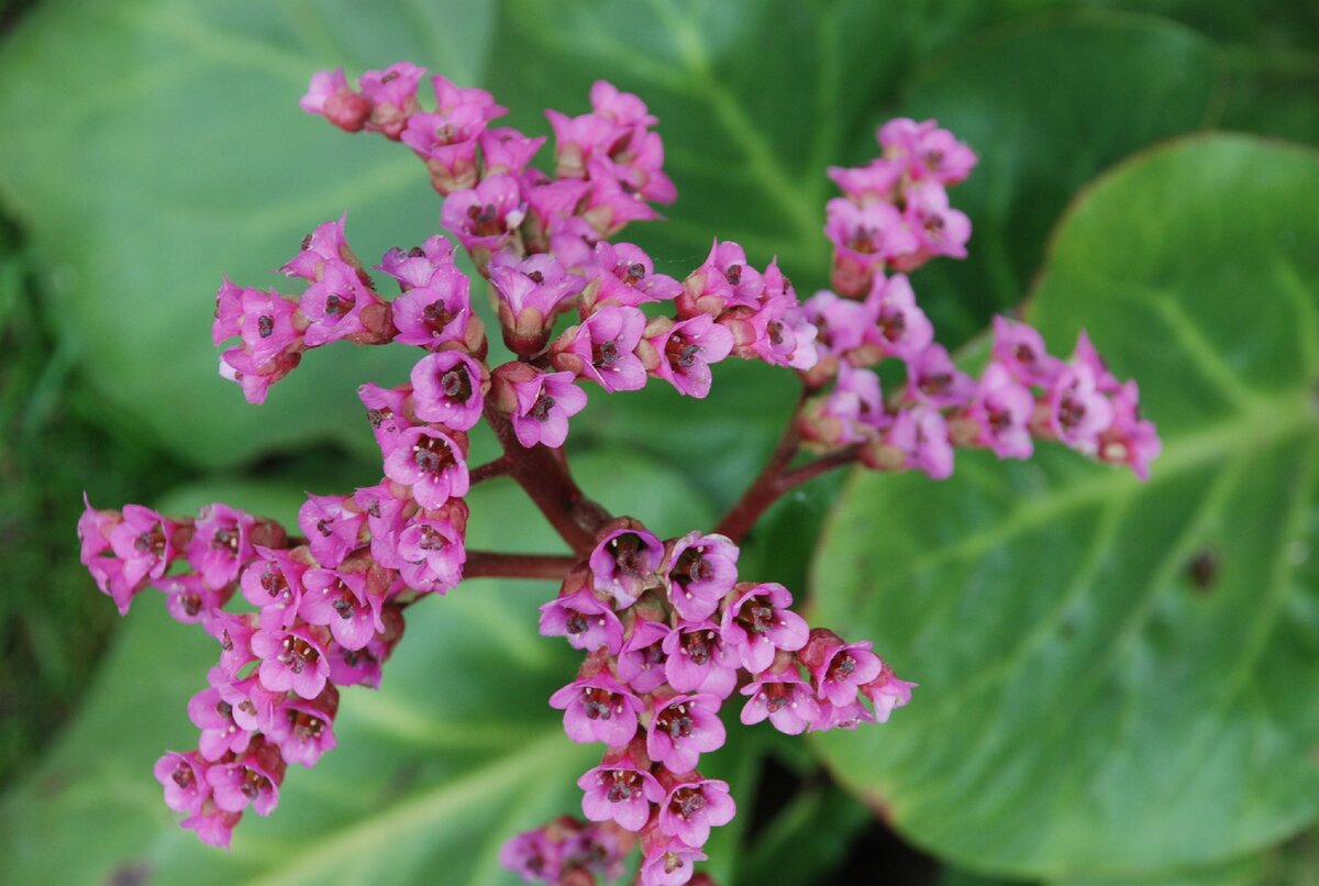 Бадан толстолистный. Бадан толстолистный Bergenia crassifolia. Бадан тонколистный. Бадан Альба.