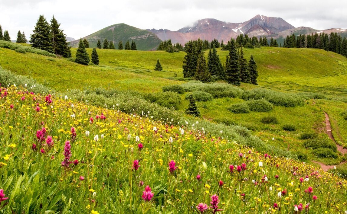 интернет-свободный доступ