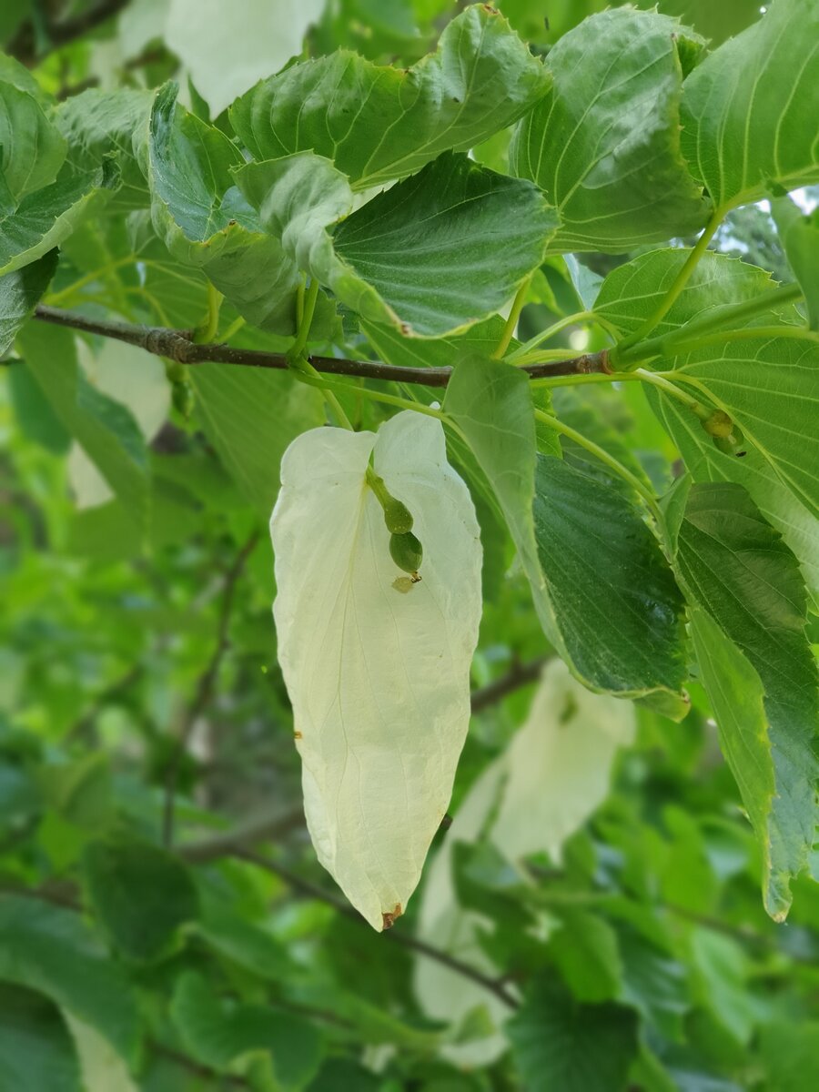Давидия обёрточная (Davidia involucrata) подсемейства ниссовые, семейства кизиловые. Род назван в честь французского миссионера и ботаника Армана Давида (1826-1900), долгое время жившем в Китае и впервые описавшем многие растения и животных Китая (Буддлею Давида, Клематис Аманда, а также большую панду и оленя Давида). Растение встречается в горах в центральной части и на западе Китая.