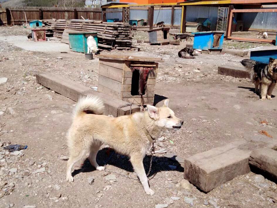 Фото благотворительного фонда «Мухтар»