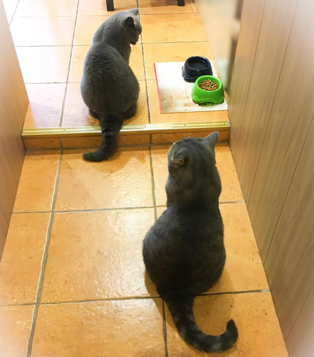 Еда для кошек и котов