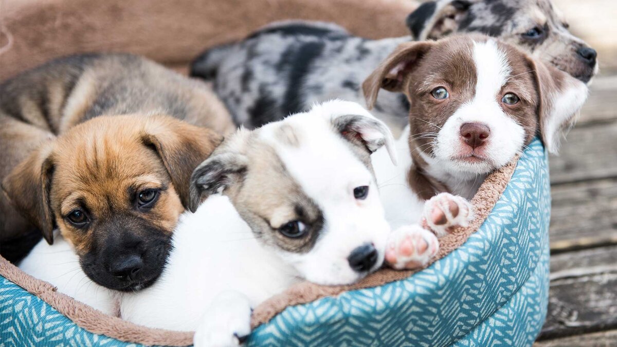 Источник - https://gfp-2a3tnpzj.stackpathdns.com/wp-content/uploads/2018/09/4-terrier-mix-puppies-sharing-a-dog-bed-800x800.jpg.