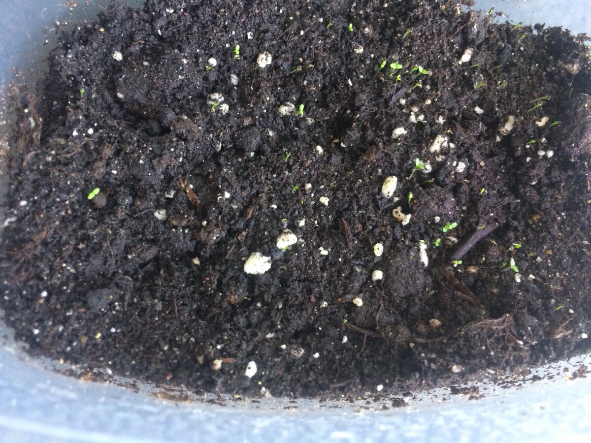 Всходы камнеломки