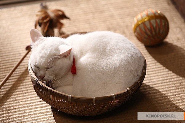 Кошка
