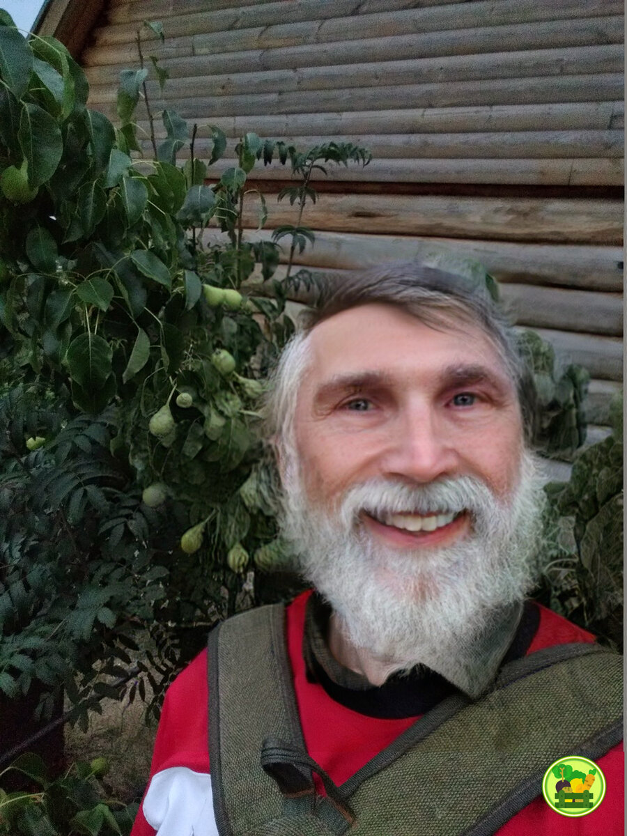 груши ещё мелкие