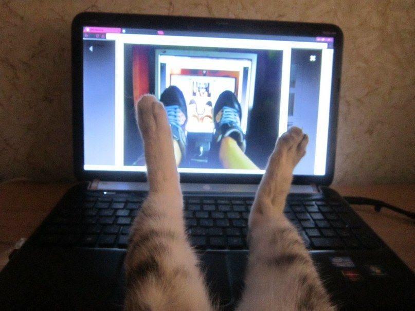 Смотрят кошки на экране. Котик с компьютером. Смешной монитор. Коты за компом. Компьютер с ногами.