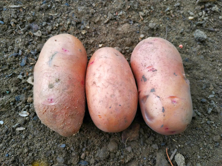 6 соток. Светлана Аниканова