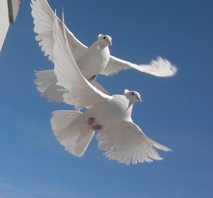 Мир голубей. Белый голубь. Белая птица. Пара голубей. Свадебные голуби.