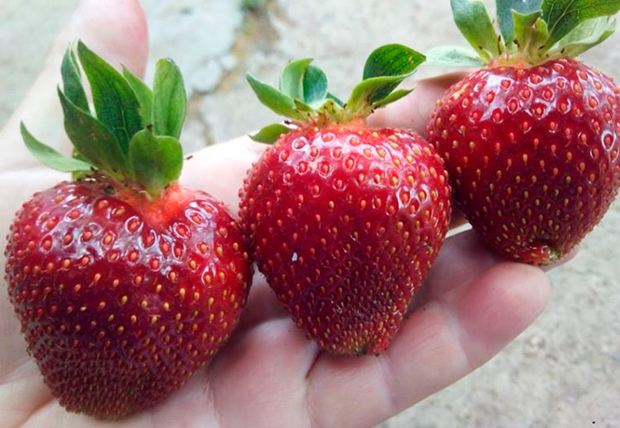 Сорта НСД плодоносят в течение всего сезона. Источник фото: https://sait-pro-dachu.ru