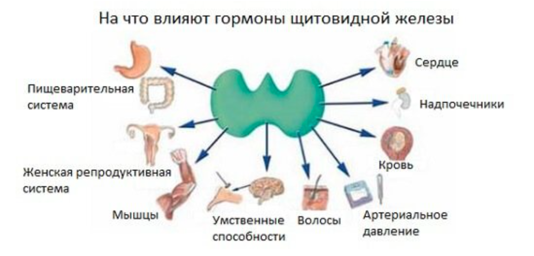 Тироксин органы мишени