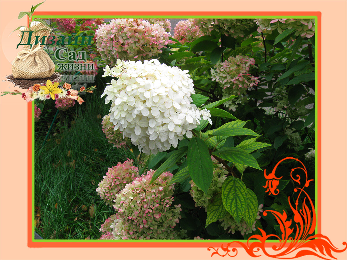 Условия выращивания гортензии метельчатой