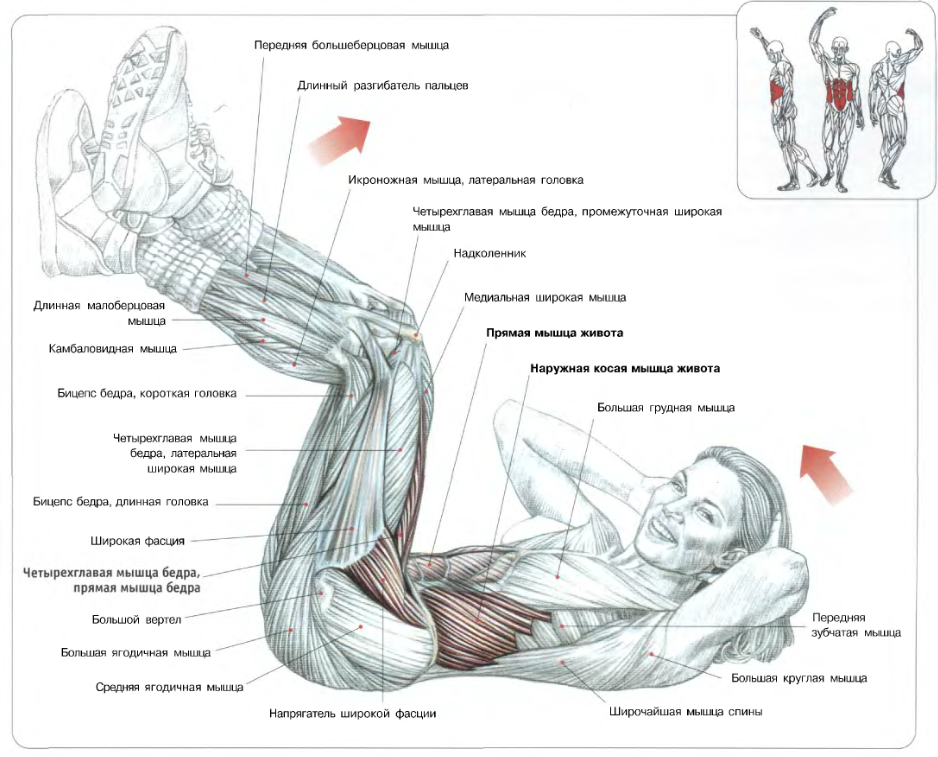 Тренировки для прокачки тела. Схема скручиваний на пресс. Как прокачать мышцы живота. Схемы упражнений на мышцы живота. Анатомия мышц брюшного пресса упражнения).