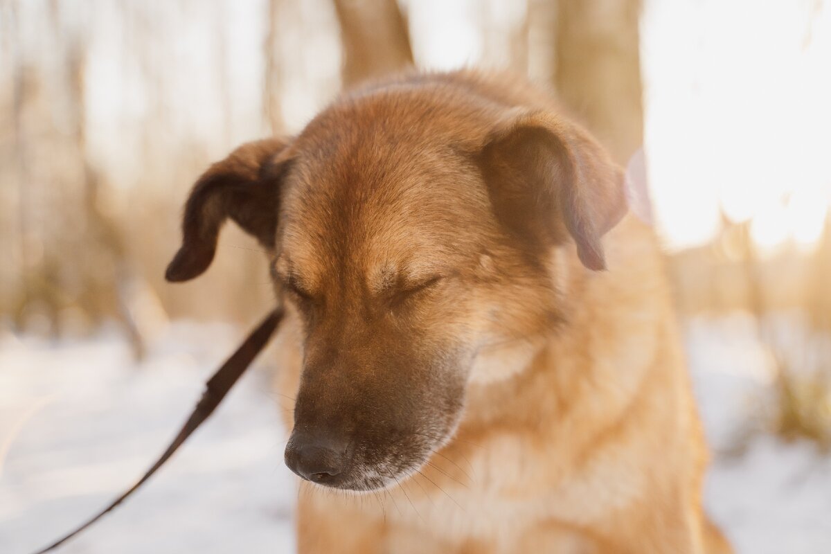 Рыжее солнышко приюта.☀️