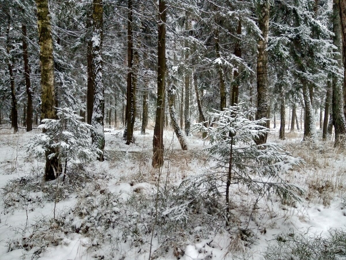 Фото автора. Предновогодний лес...