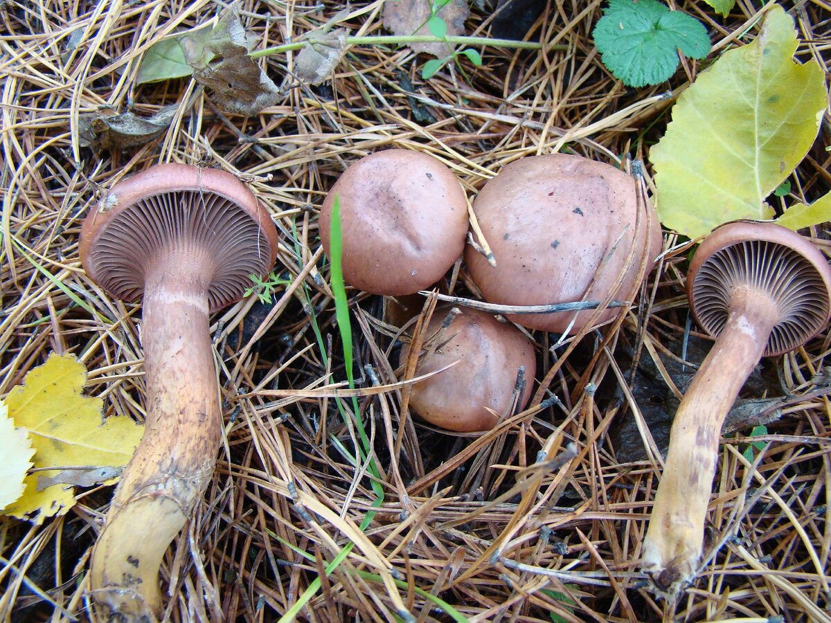 Мокруха пурпуровая или сосновая (Chroogomphus rutilus): описание, где растет, ка