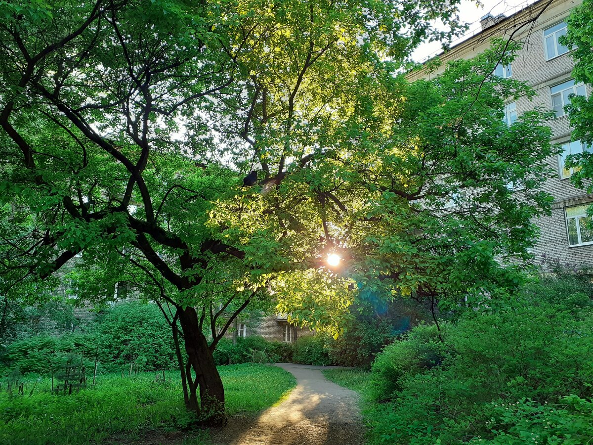 Двор на Дрезденской улице