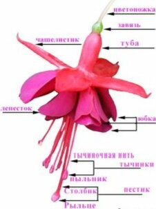 Фото взято из сети https://in.pinterest.com/alicyja