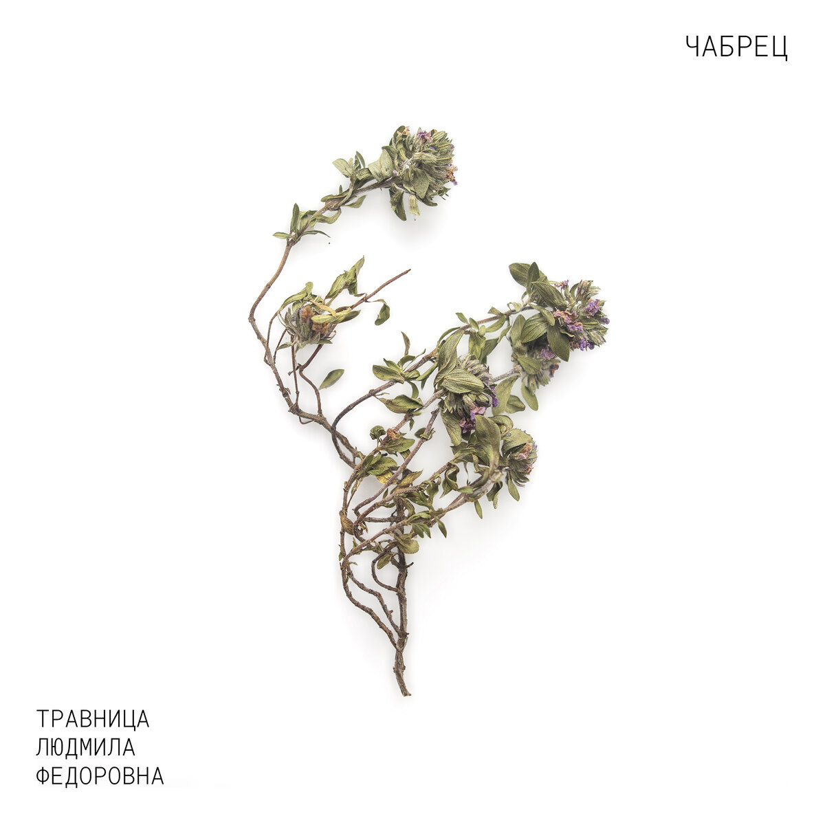 Чабрец - это народное название, а по-научному эту зелень называют тимьяном ползучим.