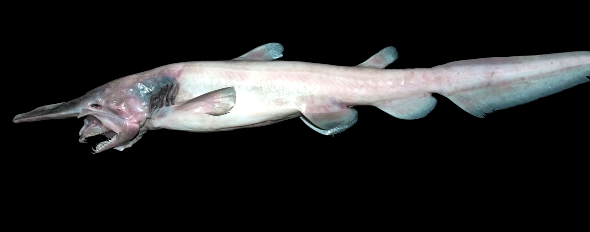 Челюсти этой акулы выдвигаются подобно монстрам из фильма "Чужой"