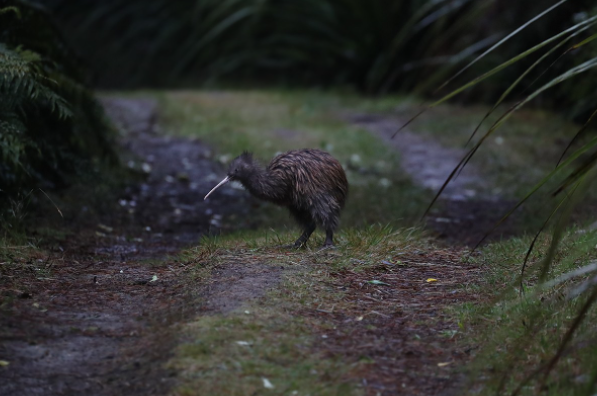 Бурый киви (Apteryx australis) Фото @Tony Palliser