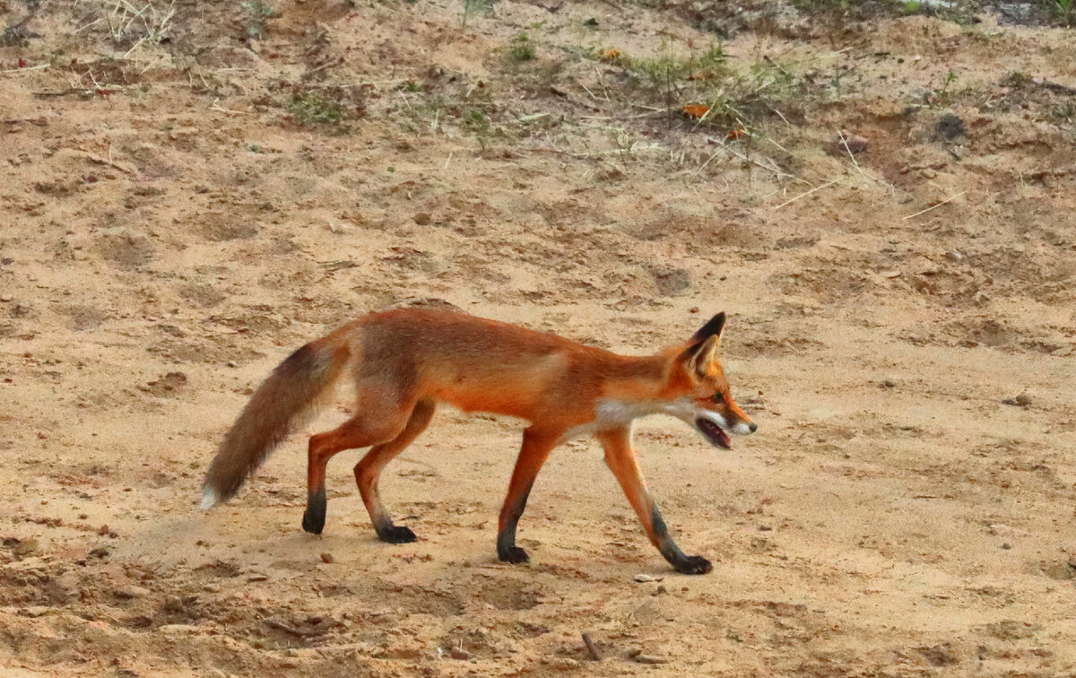 Рыжая красавица