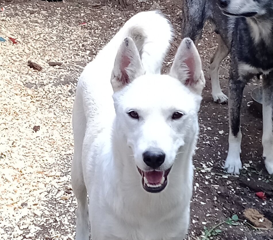 Только профессионал скажет точно какая порода на фотографии. Снимок автора