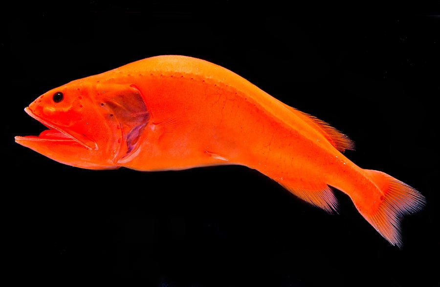 А ну, не сутулься!