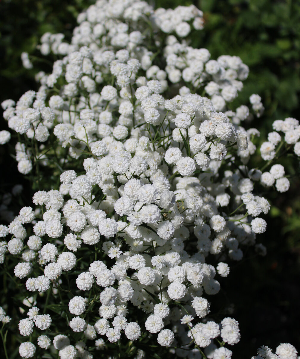 Тысячелистник "Жемчужина"