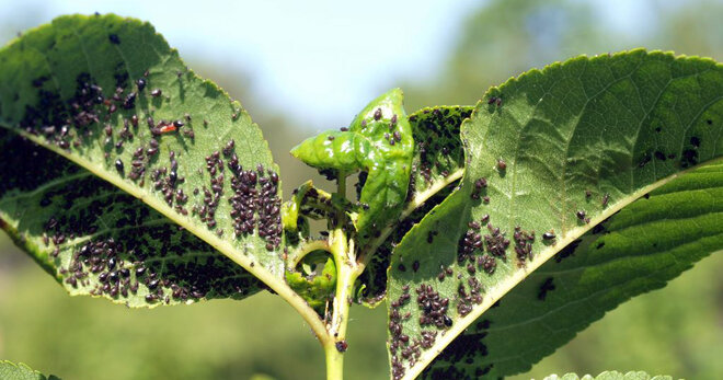 Фото не моё, с просторов интернета - но было именно так.... Мои фотографии этого периода в сломанном телефоне(