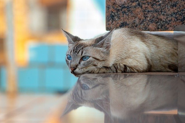 Источник: https://pixabay.com/