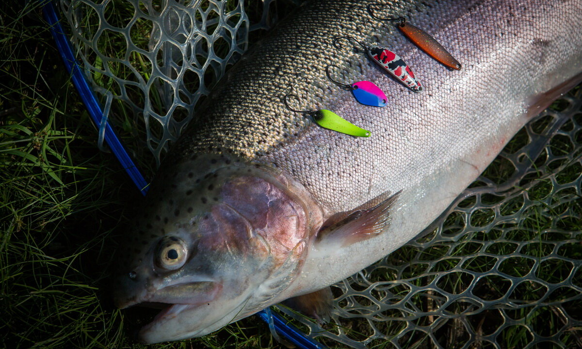 Фото с сайта: https://imageup.ru