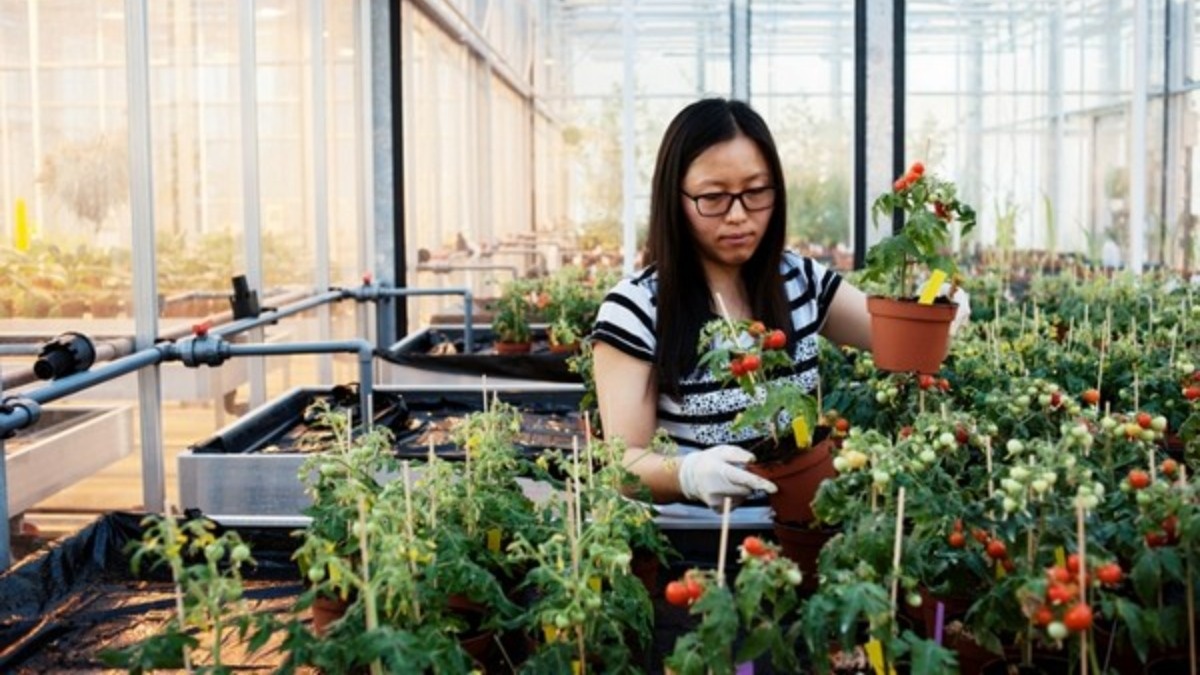 Фото:www.hortidaily.com Нидерландские селекционеры разрабатывают стратегию выведения устойчивых сортов сельхозкультур