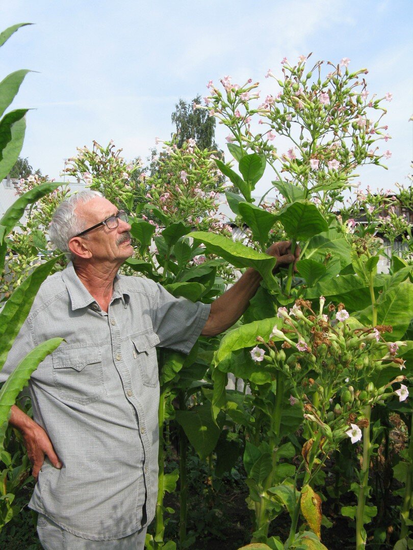 Моя Герцеговина Флор