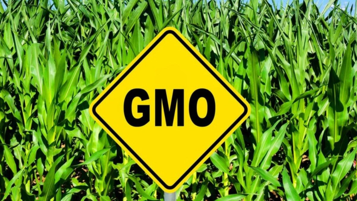 Фото:yandex.net Китай опубликовал правила использования гербицидов на ГМ-культурах