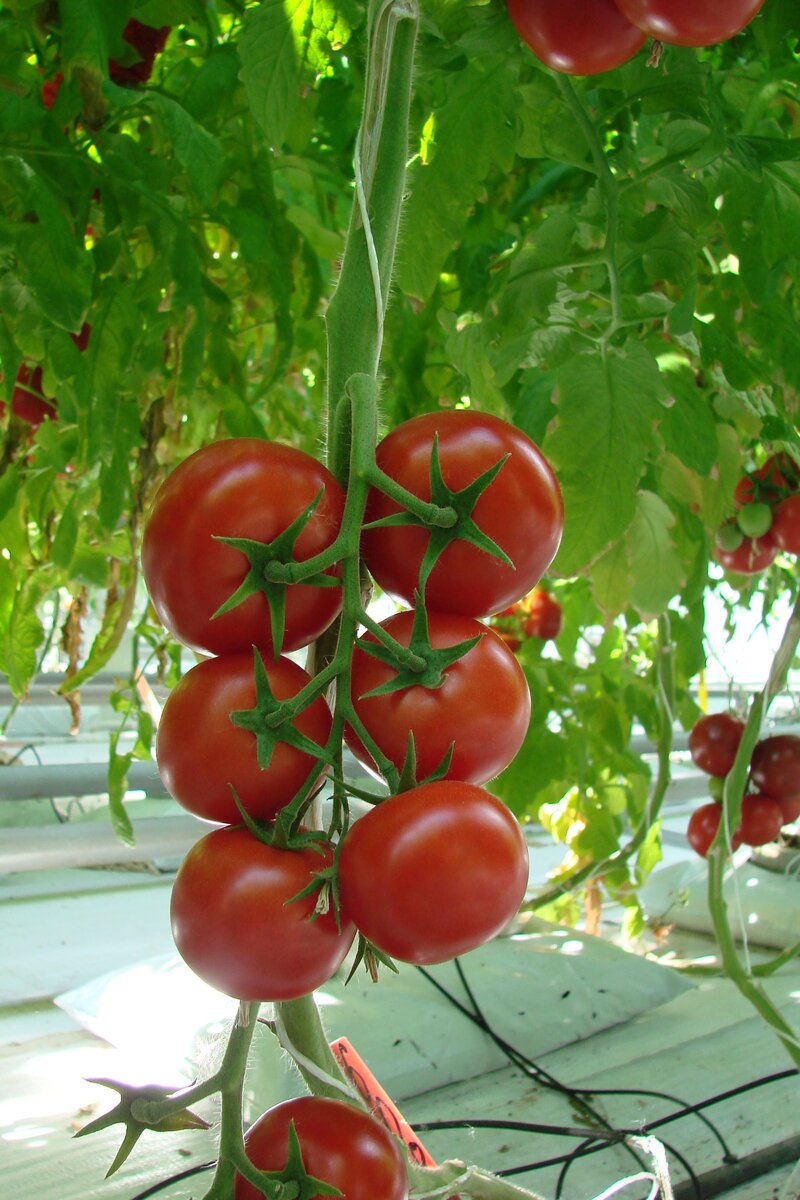 Томат Интуиция от ГАВРИШ