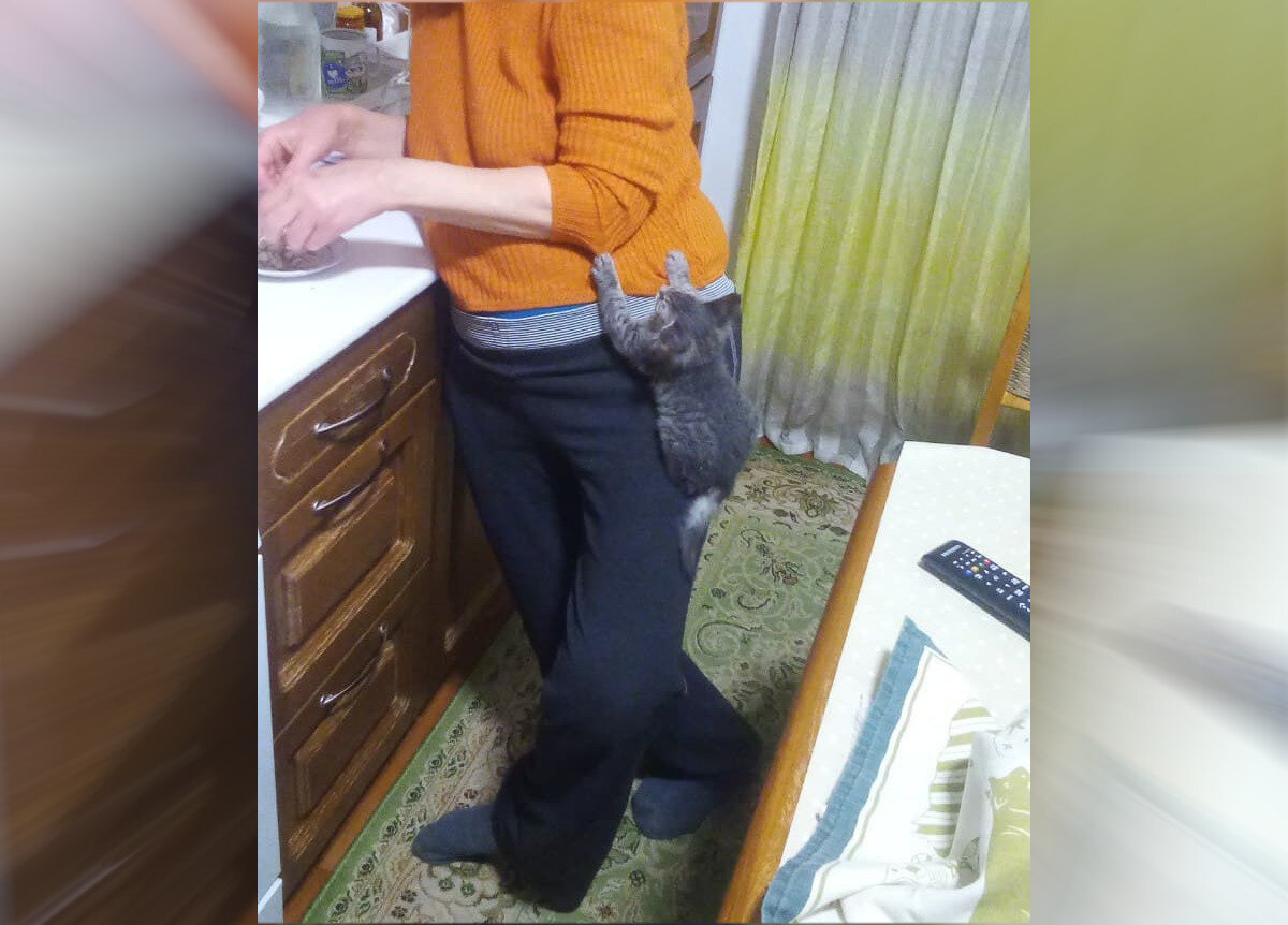 Чем питается котёнок Максик